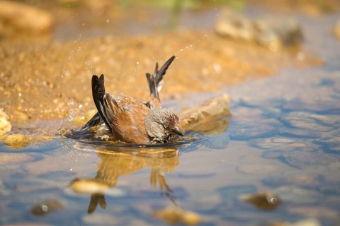 Acanthis cannabina, bloodtail, linaria cannabina, linnet, bath, bird bath, birds, hanfling, male,