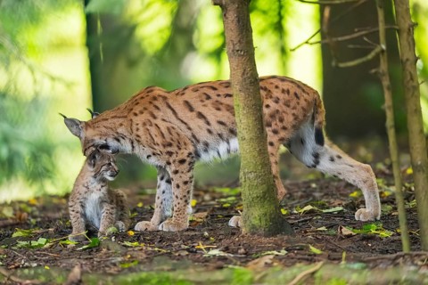 Eurasian lynx (Lynx lynx) mother with her youngster (cub) in a forest, Bavaria, Germany