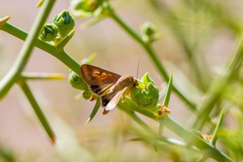 Owl butterfly (Helicoverpa armigera), Namib Desert, Namib Naukluft Park, Namibia
