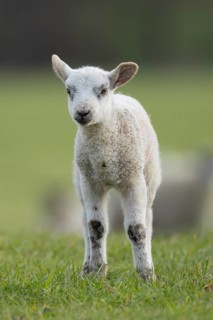 Domestic sheep (Ovis aries) juvenile baby lamb farm animal in a grass field in spring, England,
