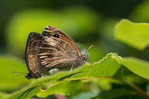 Erebia aethiops, grey-coined moth, scotch argus, dry turf forest moth, forest moth, forest moth,