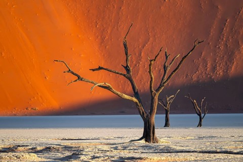 Dead camel thorn trees (Vachellia erioloba), red sand dunes, white salt pan, Dead Vlei, Sossusvlei,