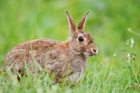 Wild rabbit (Oryctolagus cuniculus) sitting feeding in a meadow, North Rhine-Westphalia, Germany
