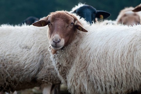 Artiodactyla, Coburg fox sheep, domestic sheep, even-toed ungulate, domestic sheep, Ovis Gmelini