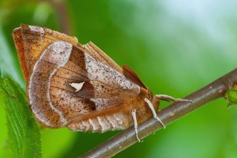 Aglia dew, nail spot, butterfly, insects, insects, leo, moths, moth, butterfly, dew emperor