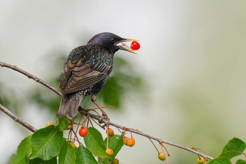 Starling (Sturnus vulgaris), adult bird eating cherries, Altmühlsee, Altmühltal, Franconian Lake