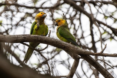 St Thomas Parakeet (Eupsittula pertinax), Curacao