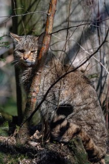 Carnivora, felis silvestris, predators, wildcat, high size, portrait format, mammals, raptors,