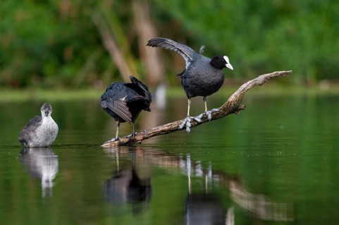 Eurasian Coot coot, fulica atra, birds, coot rail, gruiformes, adolescent, juvenile, crane birds,