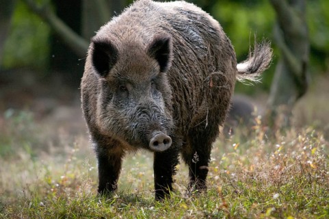 Artiodactyla, even-toed ungulate, cloven-hoofed, wild boar, wild boar, boar, boar, mammals, rancing