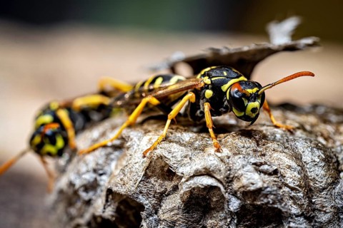 A close-up of a wasp on a nest, highlighting the details of the insect and the texture of the nest.
