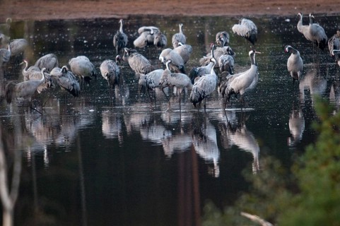 2010, Brandenburg, Crane, Germany, Grus Grus, Crane, Nabu, national natural heritage, natural