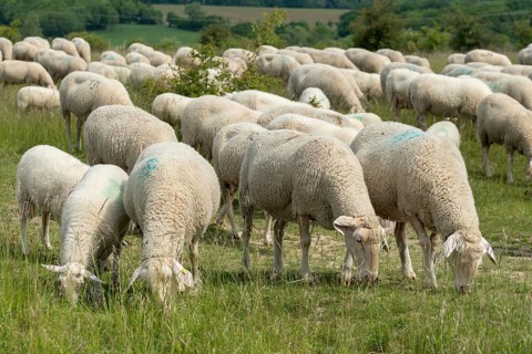 Artiodactyla, domestic sheep, even-toed ungulate, Germany, domestic sheep, nabu, natural heritage,