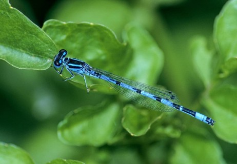 Coenagrion Mercuriale, Helmet Azuremaid, Southern Damselfly, Damselflies, Dragonflies, FFH,