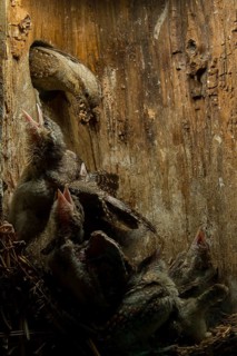 Eurasian Wryneck (Jynx torquilla) feeding chicks in nesting box, Saxony, Germany