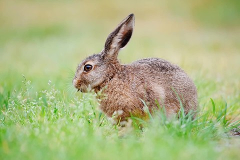 A brown hare (Lepus europaeus) is sitting in a meadow eating grass, North Rhine-Westphalia, Germany