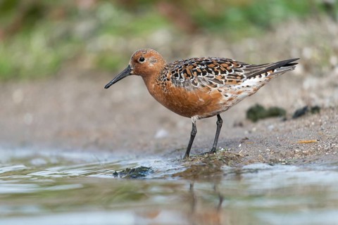 Calidris canutus, knot, knutt, coastal sandpiper, red knot, birds, breeding plumage, brood dress,
