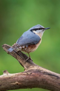Nuthatch, Sitta Europaea, Birds, High Size, Portrait Format, Passeri, Songbirds, Birds