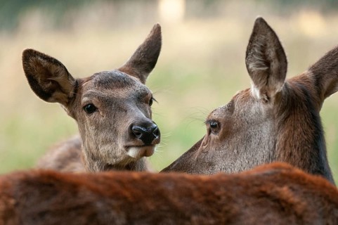 Artiodactyla, Cervus Elaphus, even-toed ungulate, cloven-hoofed, red deer, red deer, deer, mammals,
