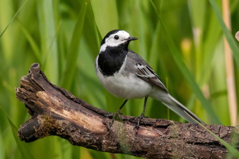 Wagtail, Motacilla Alba, White Wagtail, Birds, Passeri, Songbirds, Birds