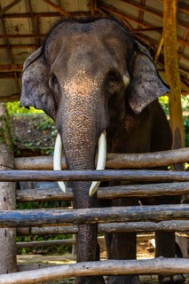 Elephant (Elephantidae) in captivity, Mae Sa Elephant Camp, Mae Rim, Chiang Mai, Thailand