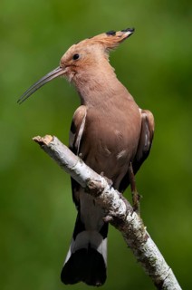 Brandenburg, Germany, hoopoe, Nabu, national natural heritage, natural paradise Grünhaus, upupa