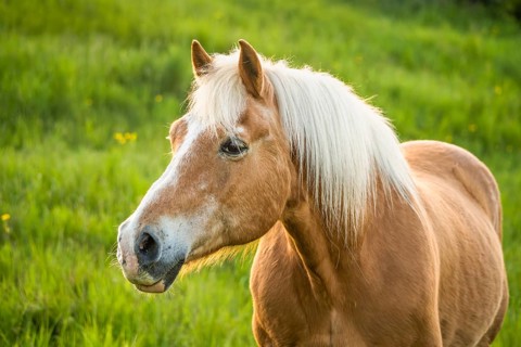 Horse, Haflinger, gelding, portrait, evening, in the pasture