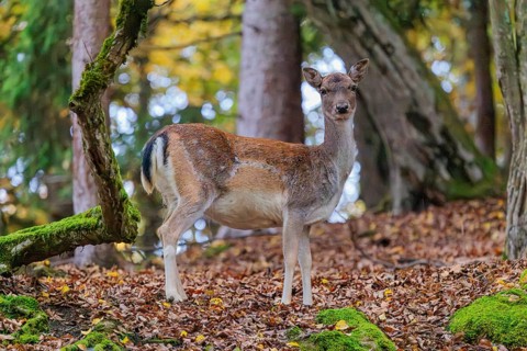 A female fallow deer (Dama dama) stands in a forest in hilly terrain, searching for food. Bavaria,