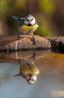 Blue tit, parus caeruleus, bath, bird bath, birds, high size, portrait format, tits, passeri,