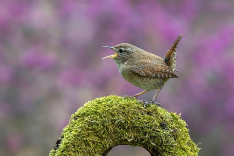 Wren (Troglodytes troglodytes), perched on a moss-covered root, Schwaz, Tyrol, Austria