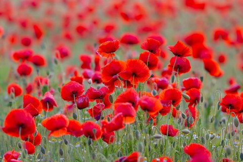 Common poppies, red poppy, corn poppies (Papaver rhoeas) flowering in meadow, grassland showing