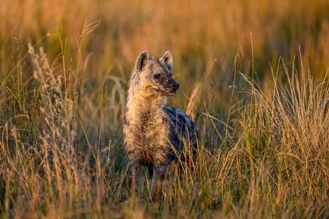 Spotted hyena (Crocuta crocuta) in the tall grass near Atzaró Camp, Okavango Delta, North-West