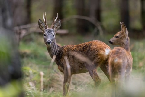 Artiodactyla, Capreolus capreolus, even-toed ungulate, cloven-hoofed, roe deer, roe deer, buck,