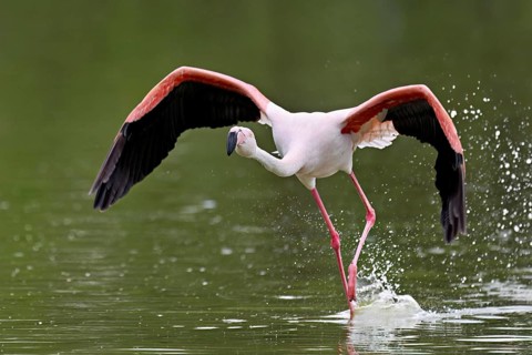 Pink flamingo (Phoenicopterus roseus), taking departure, Camargue Regional Nature Park, southern