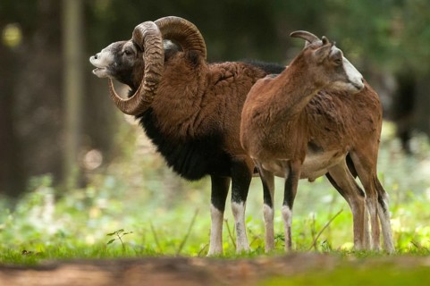 Artiodactyla, even-toed ungulate, mouflon, mouflon, mouflon, ovis gmelini musimon, cloven-hoofed,