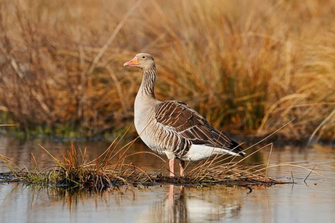 Greylag goose (Anser anser) standing on the bank, North Rhine-Westphalia, Germany