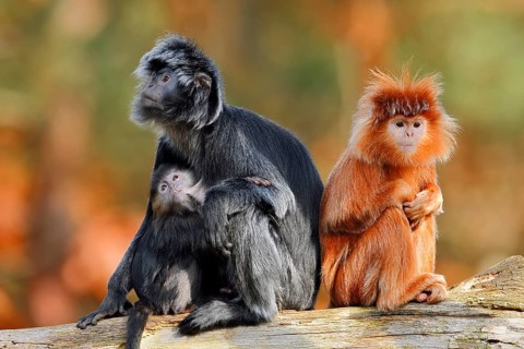 Javan lutung (Trachypithecus auratus), a female and her young sitting on a tree trunk, black and
