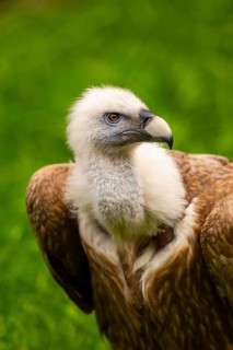 Griffon Vultures (Gyps fulvus), portrait, bavaria, Germany