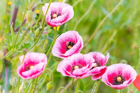 Flower, plant, blossom, flowering poppy (Papaver), poppy, corn poppy, rose, red, red poppy