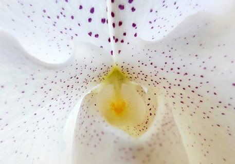 Phalaenopsis orchid white petals with purple speckles, close-up, Witten, North Rhine-Westphalia,