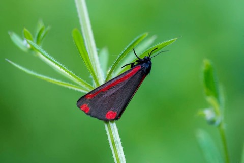 Blood bear, jacobscraut bear, carmine bear, Tyria jacobää, butterfly, cinnabar moth, insects,