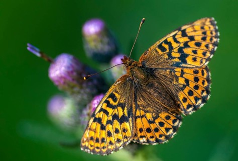 Boloria aquilonaris, cranberry fritillary, high moor mother-of-pearl butterfly, cranberry moth,