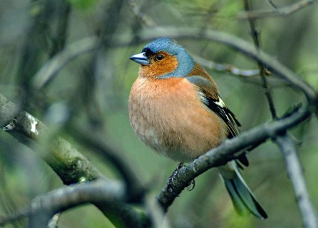 Chaffinch, Fringilla Coelebs, Birds, Leo, Male, Passeri, Songbirds, Birds
