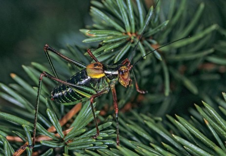 Barbitistes Constrictus, Eastern Saw-Tailed Bush Cricket, Grasshoppers, Softwood Sabre,