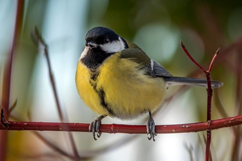 Great tit (Parus major), sitting on a branch, Baden-Württemberg, Germany