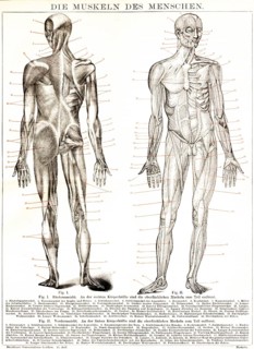 Human muscles, back view and front view of a man, body, head, leg, foot, arm, hand, fingers, back,