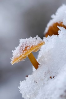 Enoki, Flammulina Velutipes, Common Velvetfoot, Velvetfoot, Winter Mushroom, Ice, Fungus, Futu,
