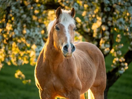 Horse, Haflinger, portrait, gelding, in spring, evening sun, blossoming trees in the background