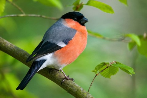 Bullfinch, Bullfinch, Pyrrhula Pyrrhula, Birds, Bullfinch, Male, Passeri, Songbirds, Birds