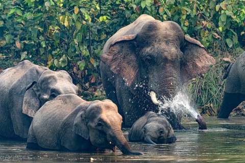 Wild elephant herd at waterhole, Asian elephant, Elephas maximus, Bardia National Park, jungle,